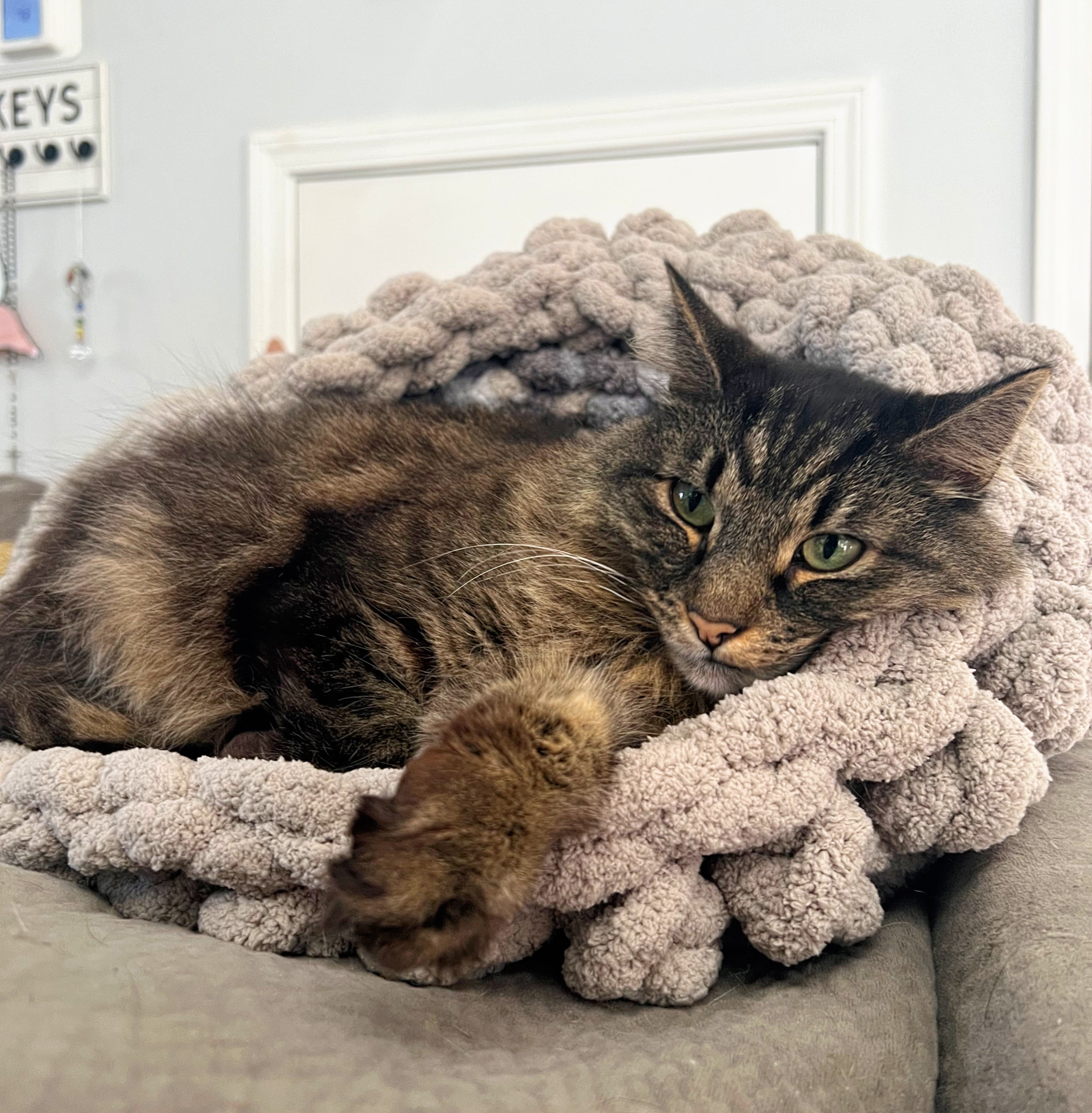 Chunky Knit Yarn Crochet Pet Bed Round Grey with Cat